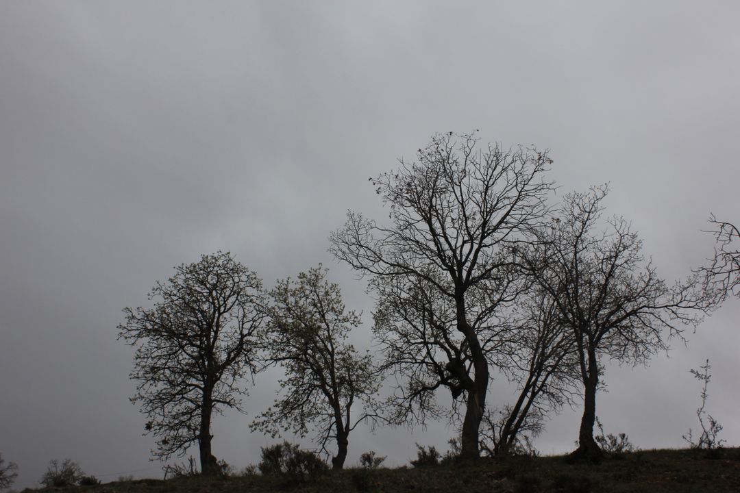 Bare Trees Silhouetted Against Overcast Sky - Free Images, Stock Photos and Pictures on Pikwizard.com