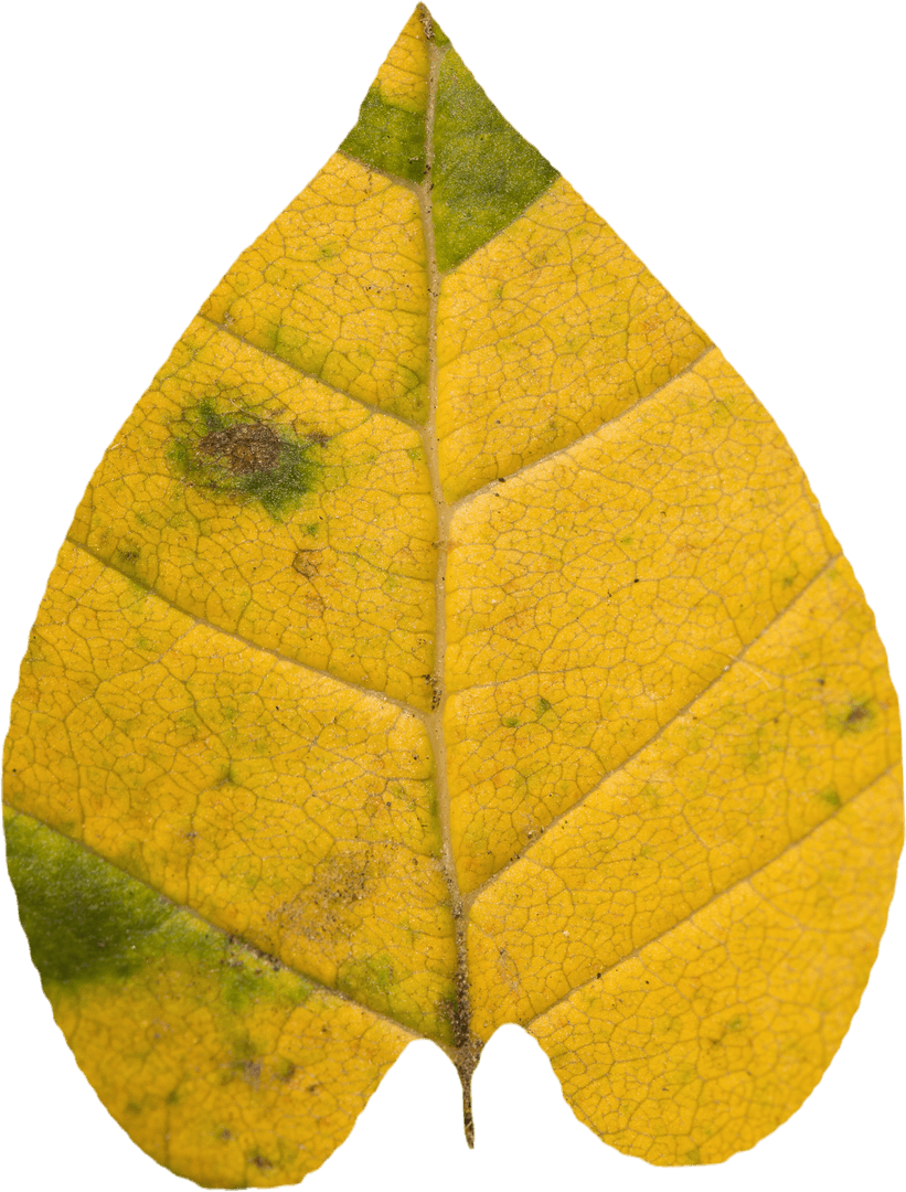 Transparent Close-Up of Yellow Autumn Leaf with Decaying Details