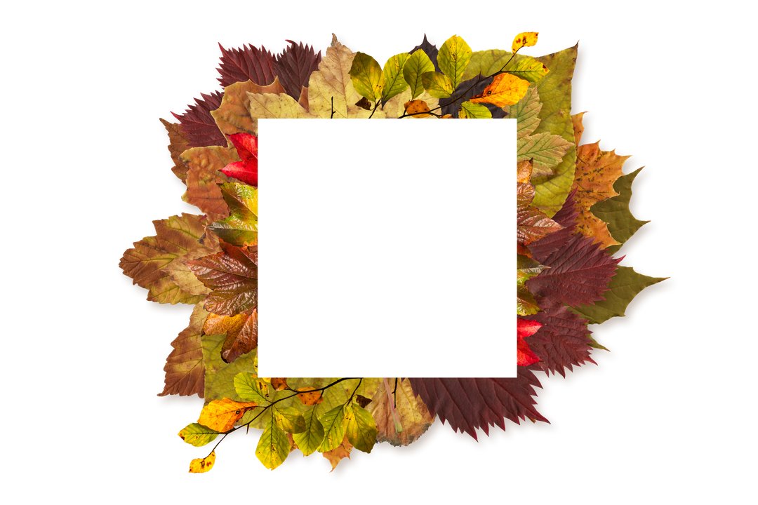 Transparent frame decorated with colorful autumn leaves - Download Free Stock Images Pikwizard.com