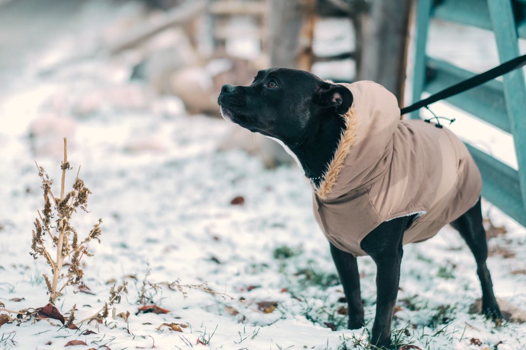 Dog Wearing Cozy Jacket in Snowy Landscape - Free Images, Stock Photos and Pictures on Pikwizard.com