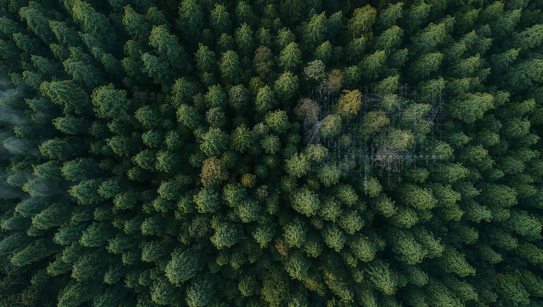 Aerial drone view of dense coniferous canopy revealing small patch of dead crowns