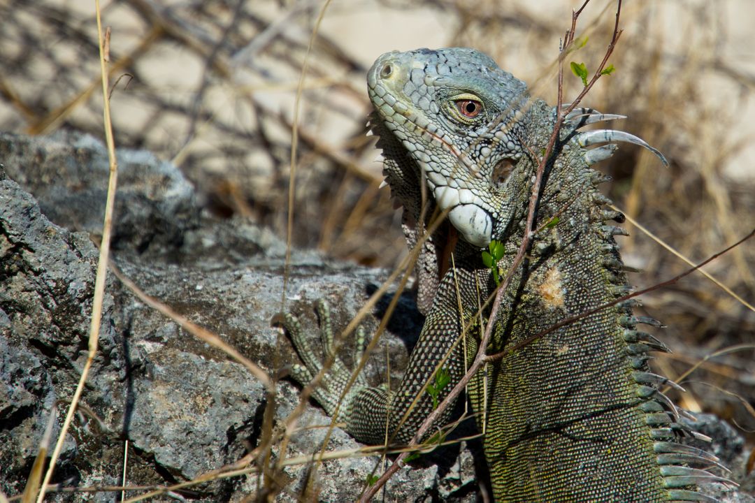 Close-up of Green Iguana in Natural Habitat - Free Images, Stock Photos and Pictures on Pikwizard.com