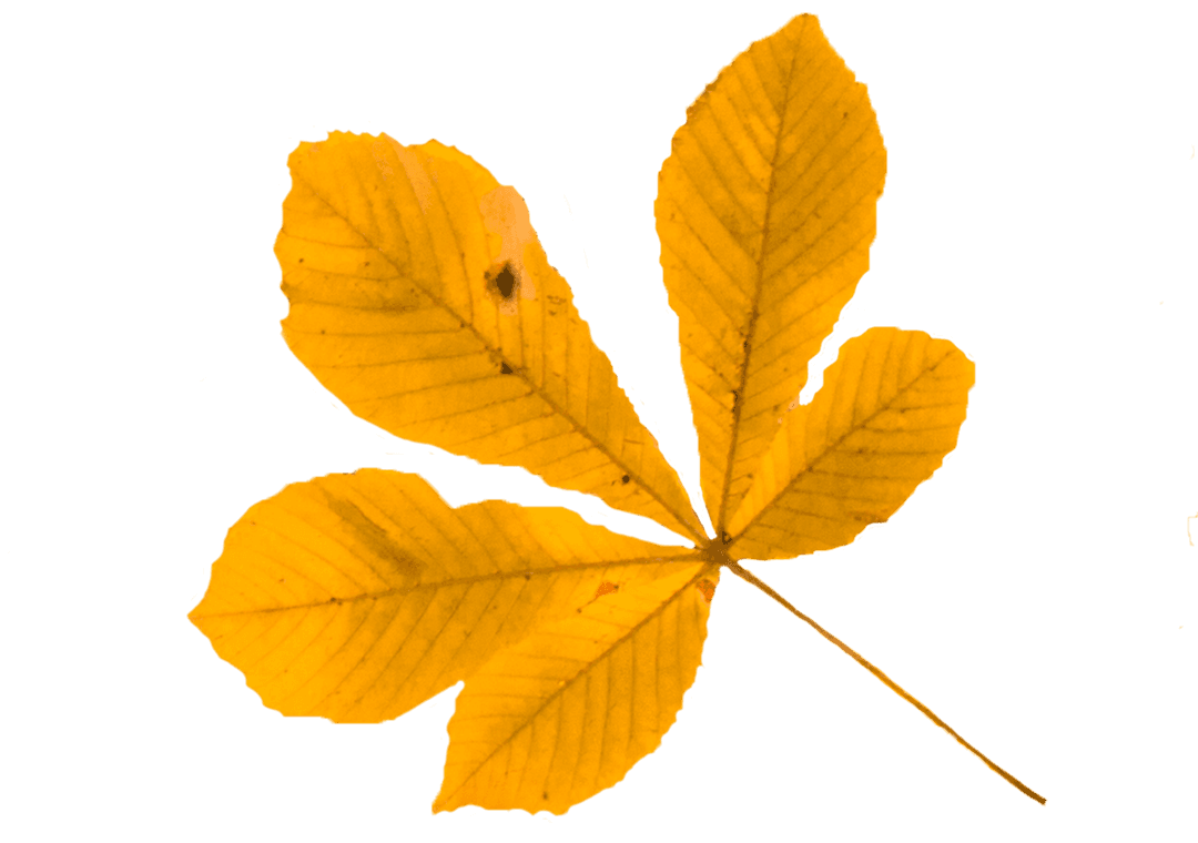 Transparent Yellow Autumn Horse Chestnut Leaf Isolated