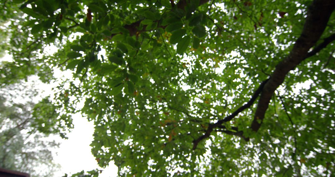 Low angle view of leaves on a tall tree in a forest - Free Images, Stock Photos and Pictures on Pikwizard.com