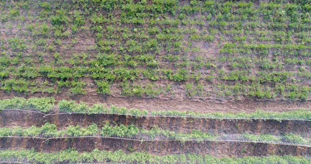 Aerial view of a vineyard with aligned rows of grapevines - Free Images, Stock Photos and Pictures on Pikwizard.com