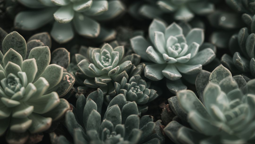 Close-Up of Rosette Succulents in Pastel Tones