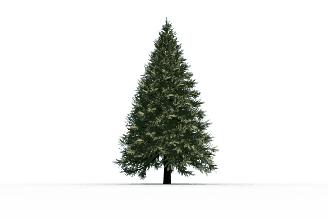 Realistic Green Fir Tree on Transparent Background
