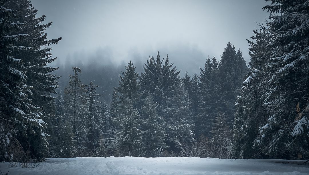 Snow-Laden Evergreens Framing Foggy Winter Clearing with Soft Falling Snow
