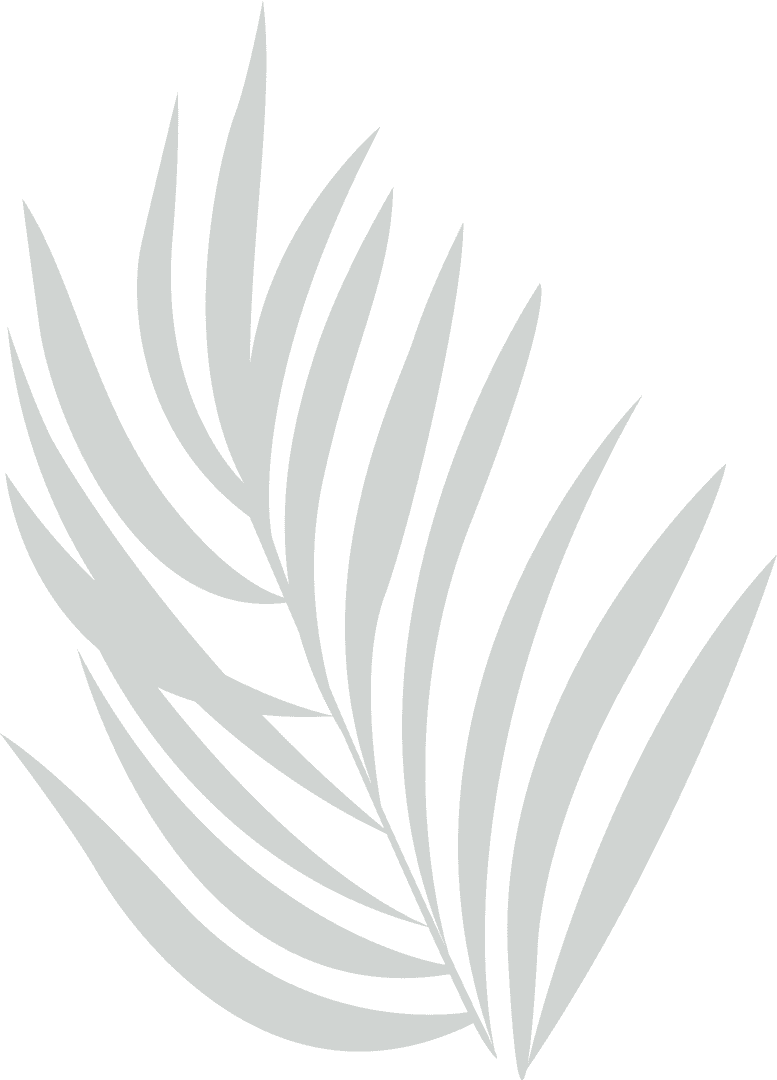 Tropical Palm Frond Silhouette on Transparent Background