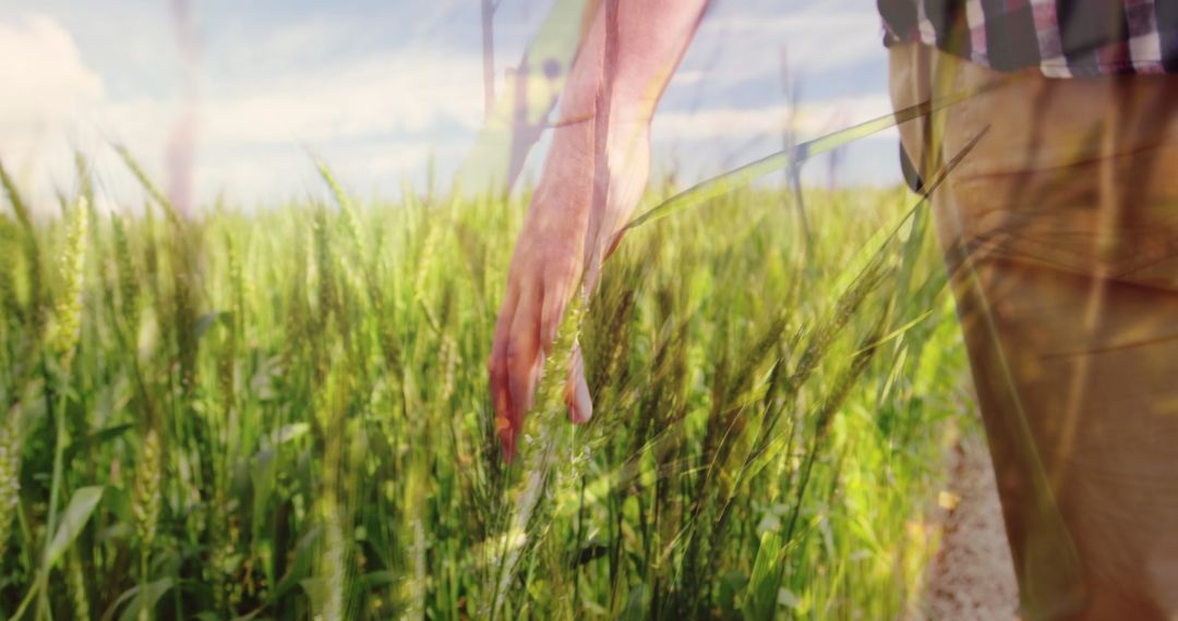 Hand Touching Tall Grass in Warm Sunlight