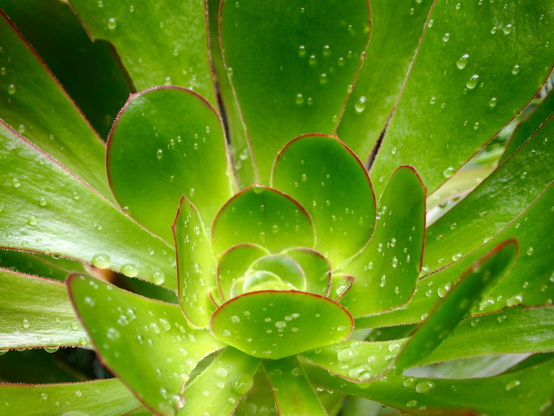 Close-Up of Green Succulent with Water Droplets - Free Images, Stock Photos and Pictures on Pikwizard.com