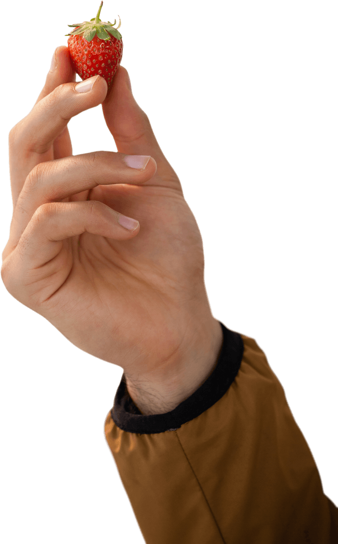 Hand Holding Fresh Strawberry Isolated Transparent Background