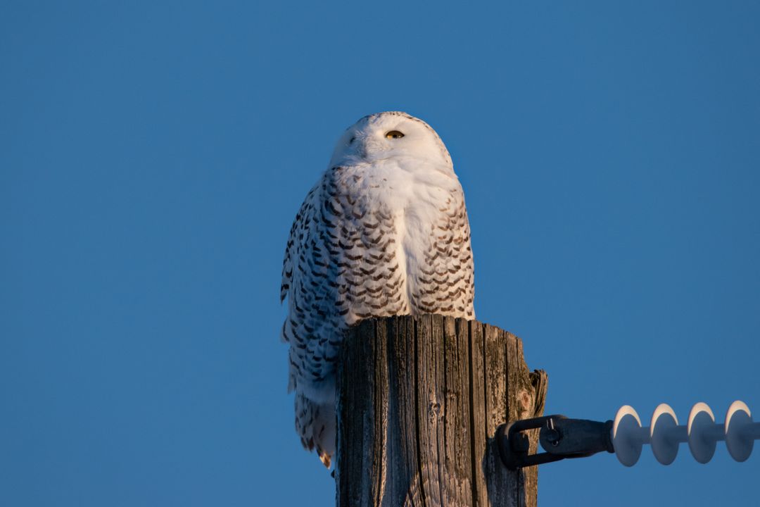 Majestic Snowy Owl Perched on Wooden Post