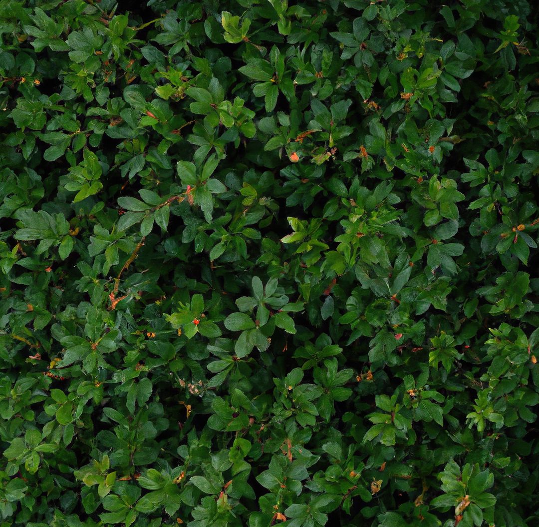 Close up of bushes with multiple green leaves in garden - Free Images, Stock Photos and Pictures on Pikwizard.com