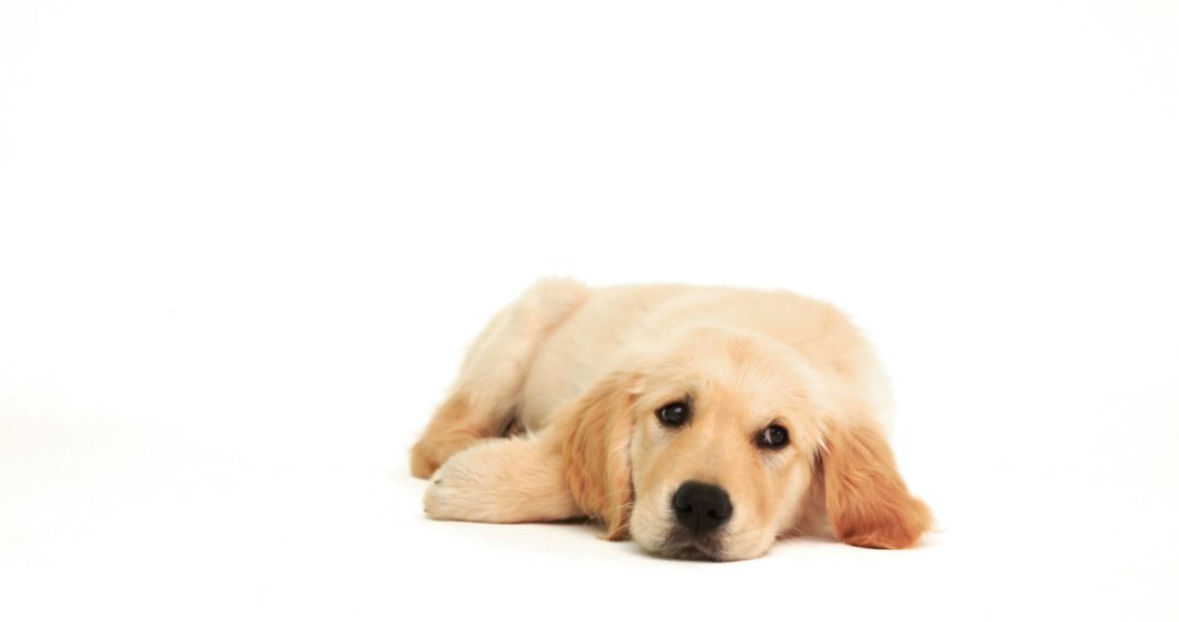 A golden retriever lies down against a white background, with copy space - Free Images, Stock Photos and Pictures on Pikwizard.com