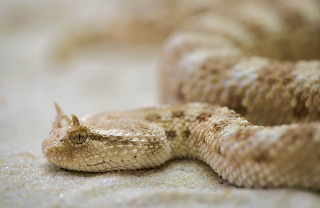 Close-Up of Desert Horned Viper on Sand - Free Images, Stock Photos and Pictures on Pikwizard.com
