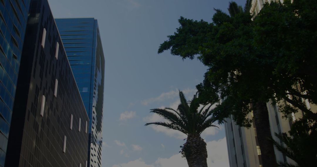 Skyscrapers Against Blue Sky with Tall Palm Trees in Urban Landscape
