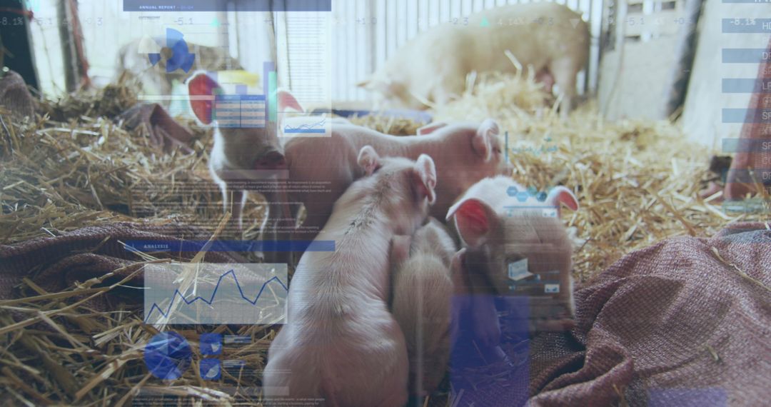 Digital Data Analysis and Piglets in Modern Farming Scene