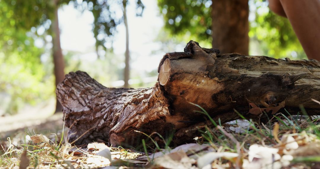 Close-up of Fallen Tree Trunk amidst Natural Forest Setting - Free Images, Stock Photos and Pictures on Pikwizard.com