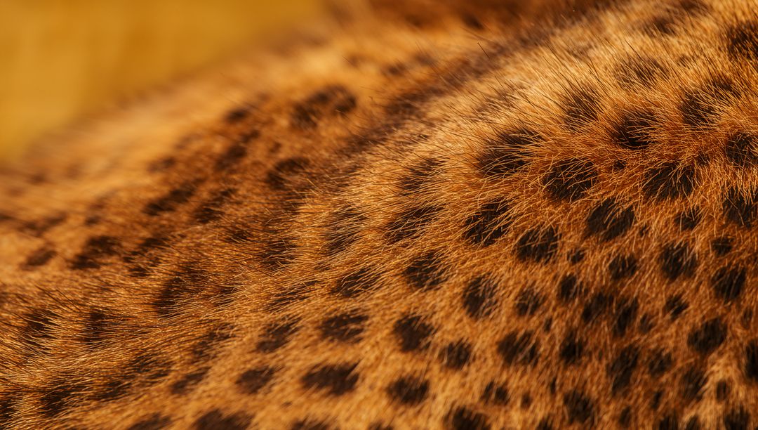 Close-up of Spotted Big Cat Fur Texture in Wildlife Detail