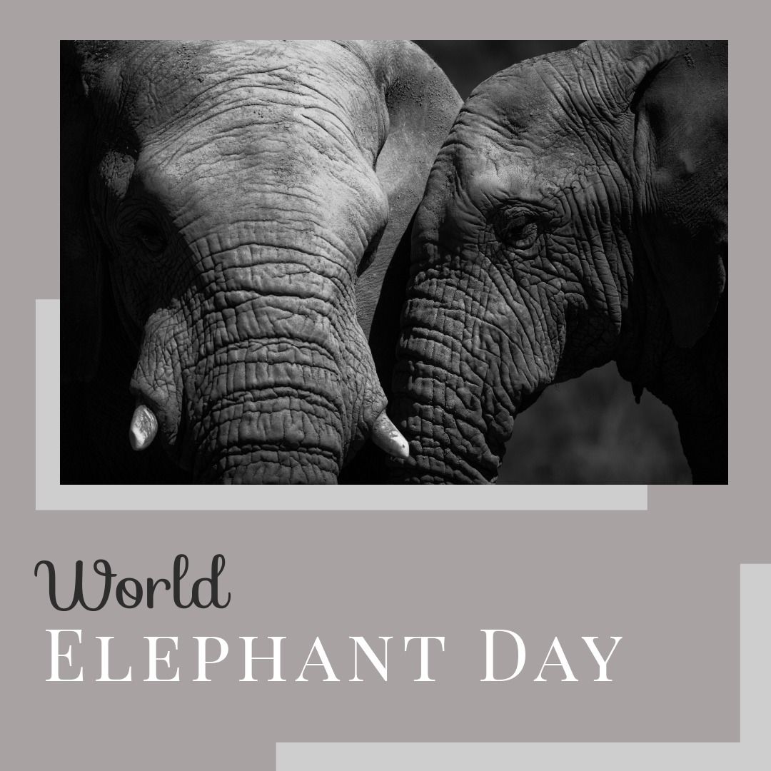 Digital composite image of elephants with world elephant day text in gray frame - Download Free Stock Templates Pikwizard.com