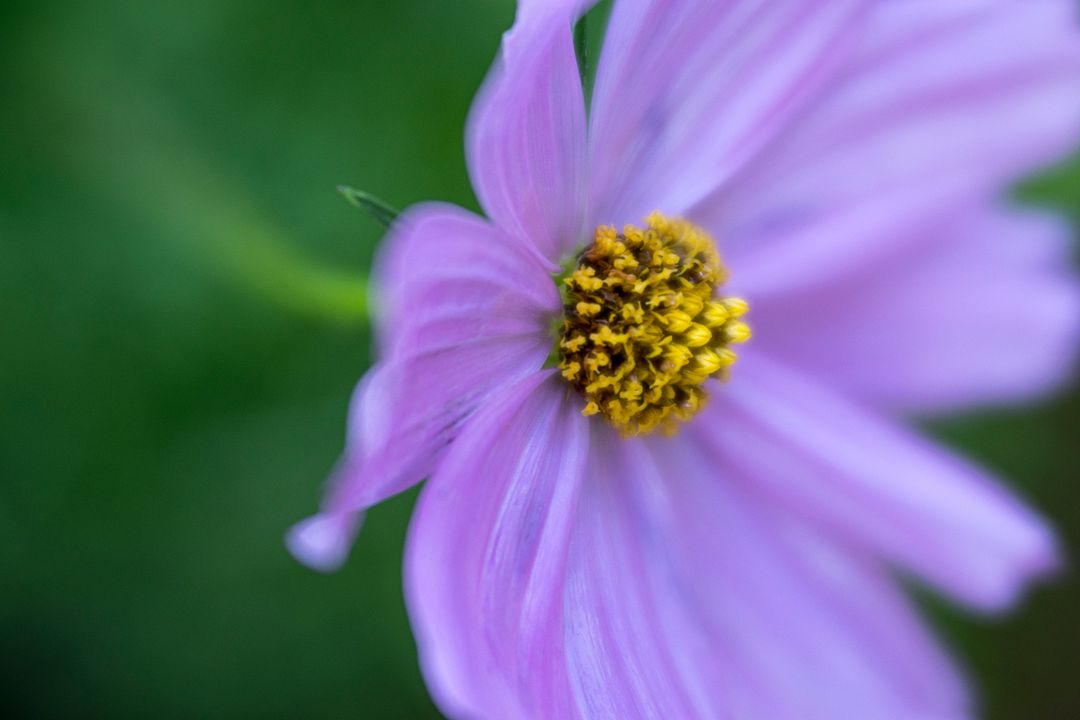 Soft Pink Cosmos Close-up Showing Golden Yellow Disc and Blurred Green Bokeh Background
