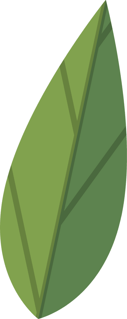 Single Stylized Botanical Leaf Graphic with Transparent Background