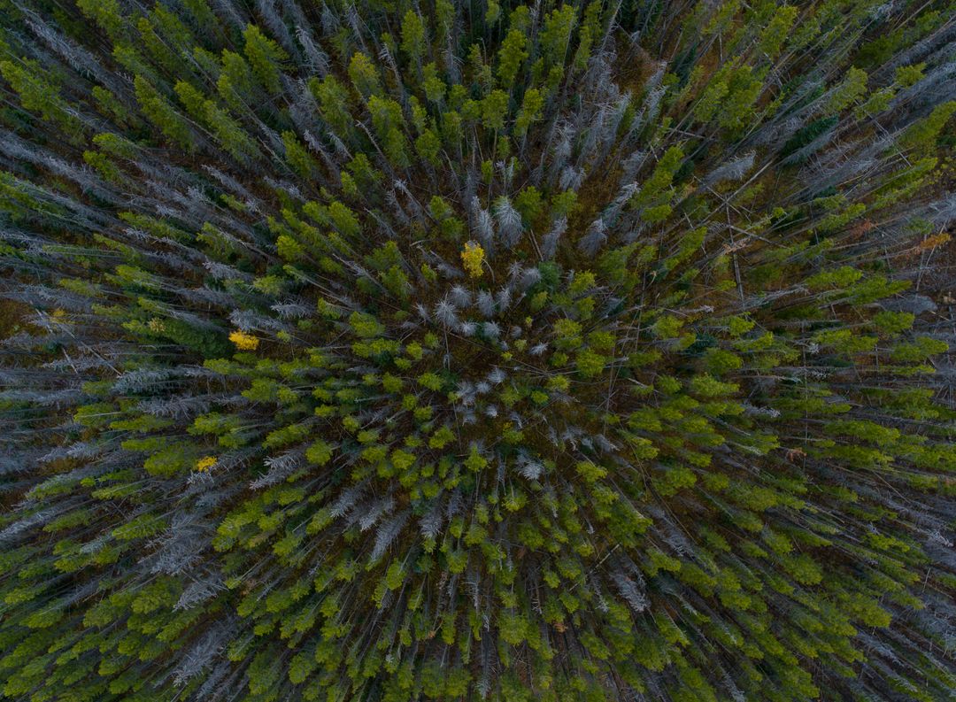 Aerial View of Dense Pine Forest Captured from Above - Free Images, Stock Photos and Pictures on Pikwizard.com