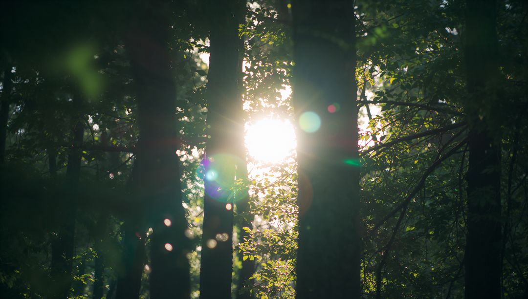 Sunlight Filtering Through Green Leaves in Serene Forest