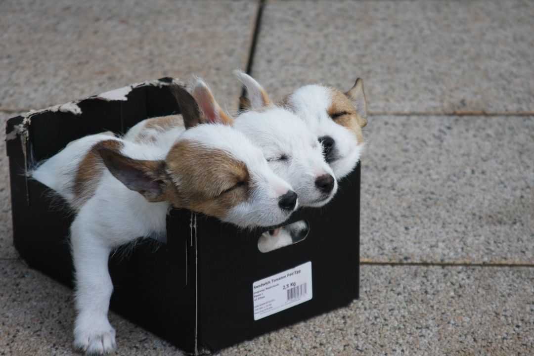 Three Cute Puppies Sleeping in a Small Black Box - Free Images, Stock Photos and Pictures on Pikwizard.com