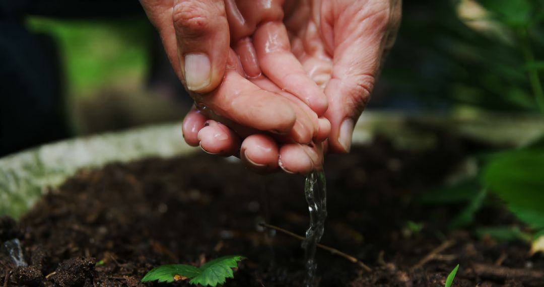 Old Hands Watering Soil and Green Seedling Outdoors - Free Images, Stock Photos and Pictures on Pikwizard.com