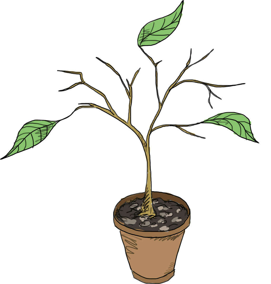 Transparent Drawing of Potted Plant with Sparse Green Foliage