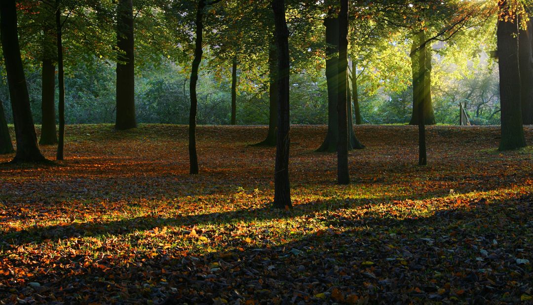 Sunlit Forest in Autumn - Free Images, Stock Photos and Pictures on Pikwizard.com