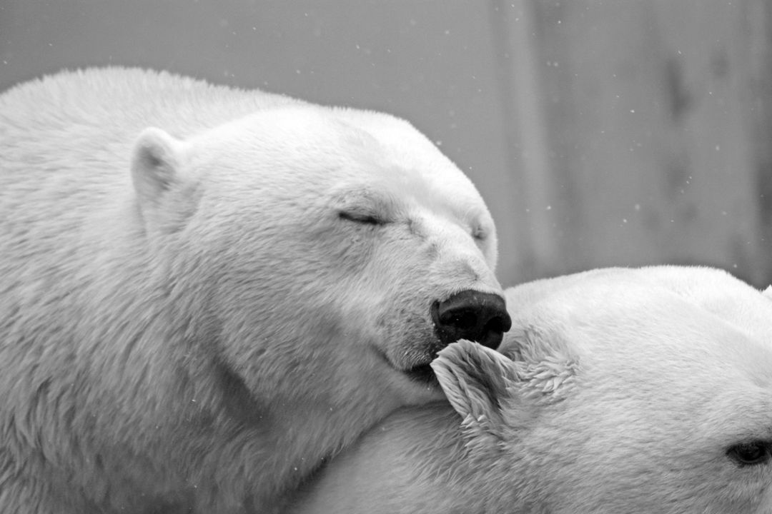 Polar Bears Nuzzling in Snowy Environment - Free Images, Stock Photos and Pictures on Pikwizard.com