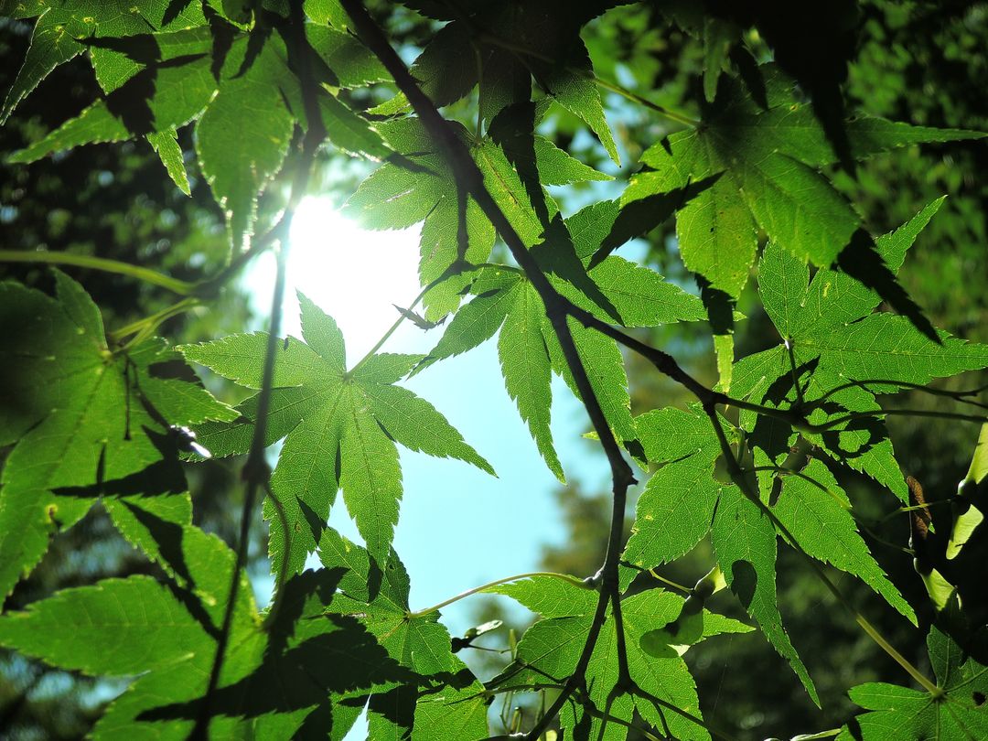 Sunlight Filtering Through Green Leaves Creating Beautiful Nature Scene - Free Images, Stock Photos and Pictures on Pikwizard.com