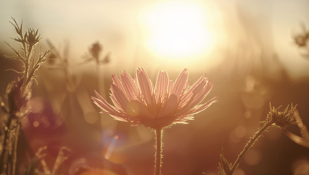 Enchanting Wildflower Illuminated at Sunset in Meadow Setting