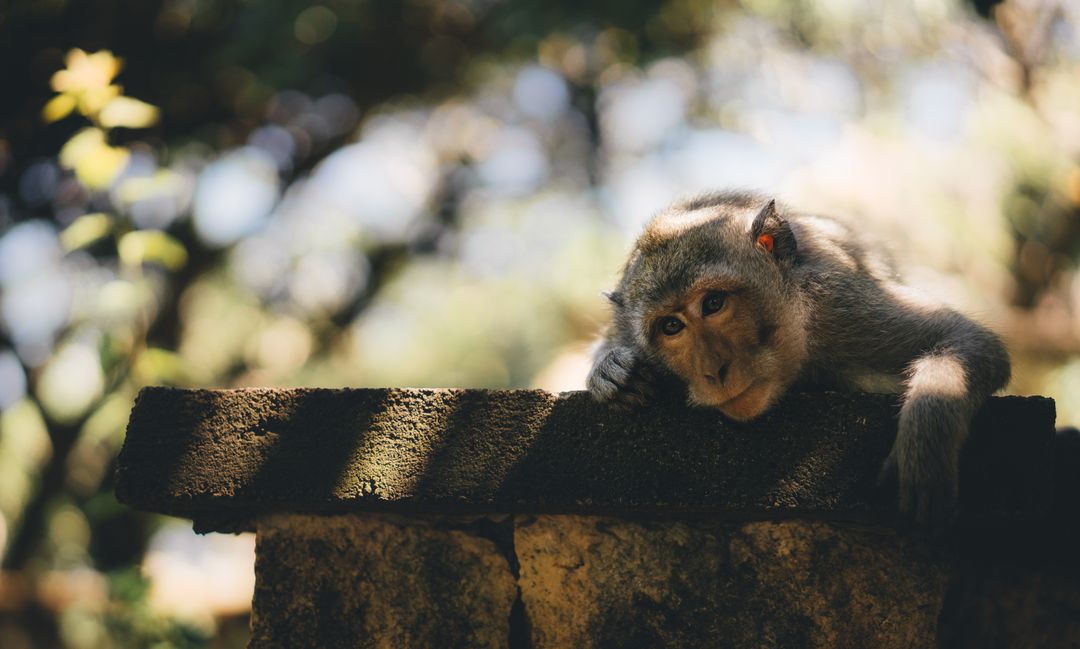 Macaque monkey resting on stone wall in warm dappled sunlight, contemplative portrait
