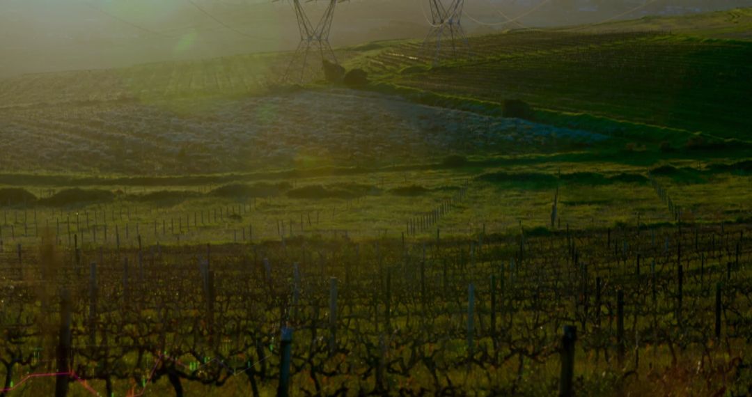Sunset Over Vineyard Fields with Electricity Poles in Background