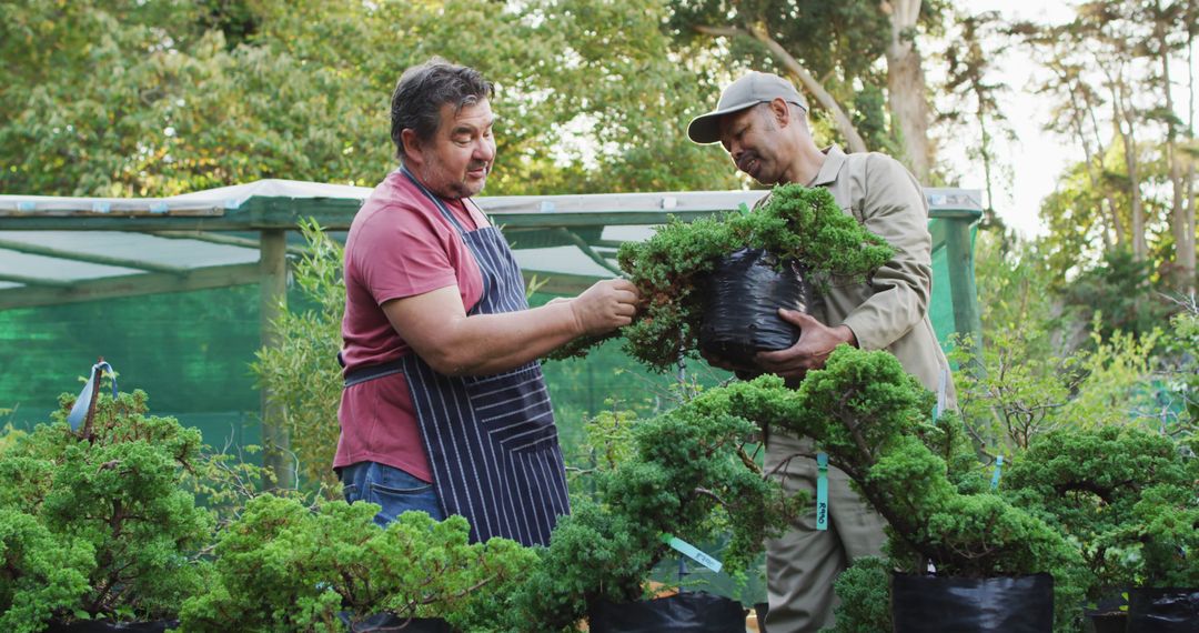 Male Gardeners Maintain Bonsai Trees in Nursery Setting