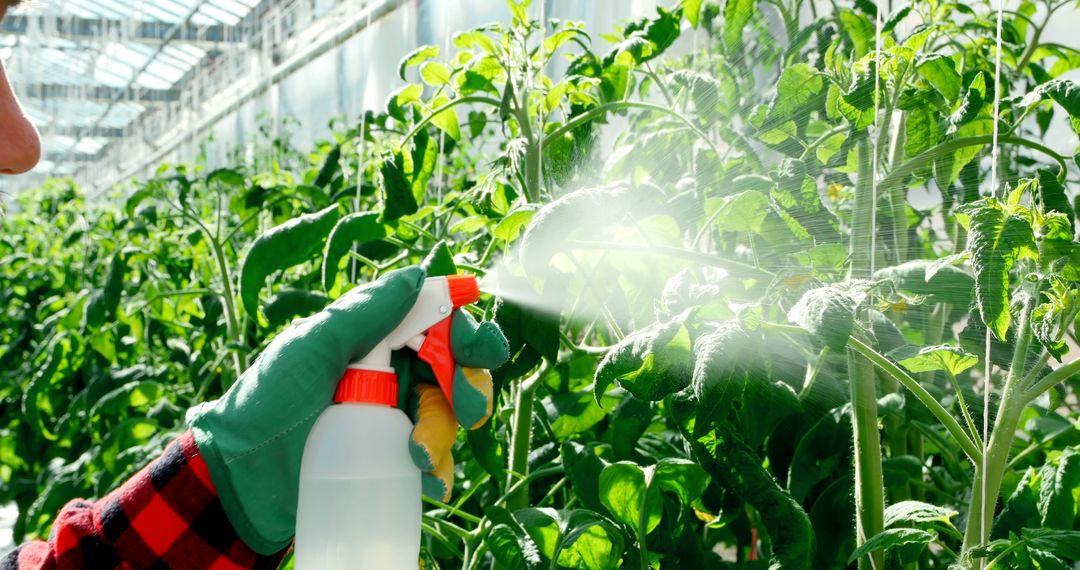 A person is spraying plants in a greenhouse, ensuring the health and growth of the vegetation - Free Images, Stock Photos and Pictures on Pikwizard.com