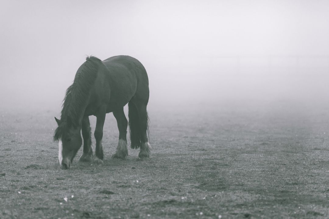 Horse Grazing in Foggy Field on Misty Morning - Free Images, Stock Photos and Pictures on Pikwizard.com