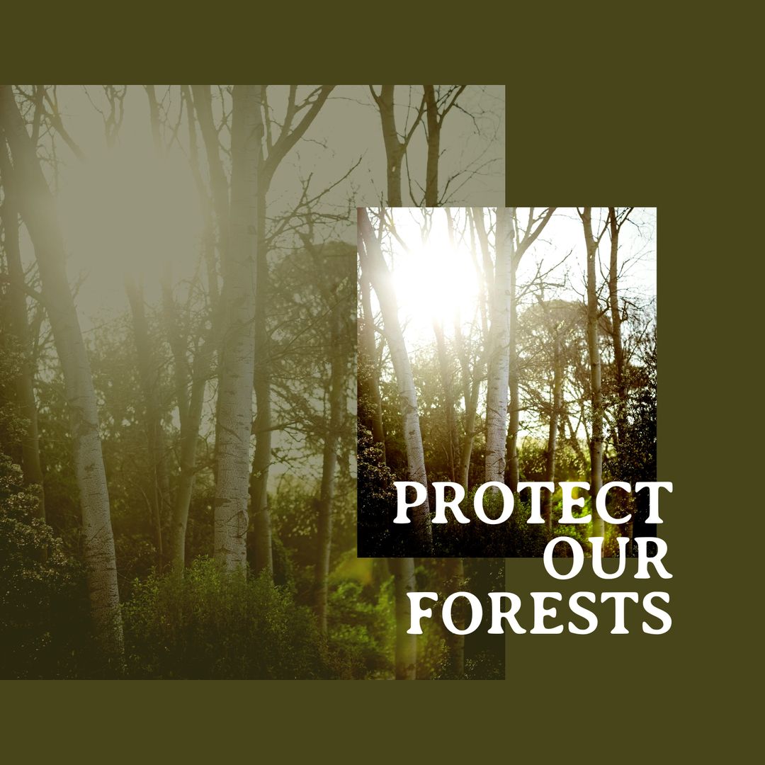 Sunlight Filtering Through Forest Promoting Conservation