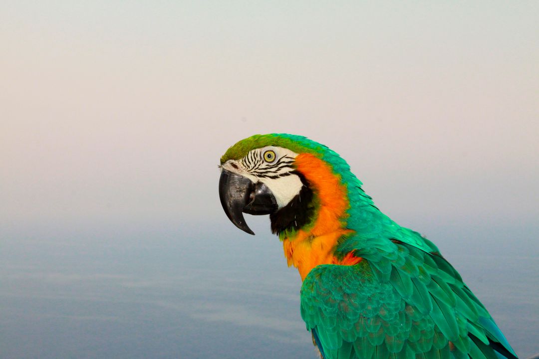 Colorful macaw parrot against sky backdrop - Free Images, Stock Photos and Pictures on Pikwizard.com