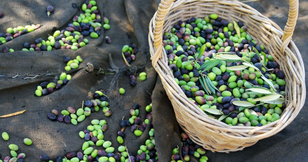 Harvesting Olives on Ground with Wicker Basket - Free Images, Stock Photos and Pictures on Pikwizard.com