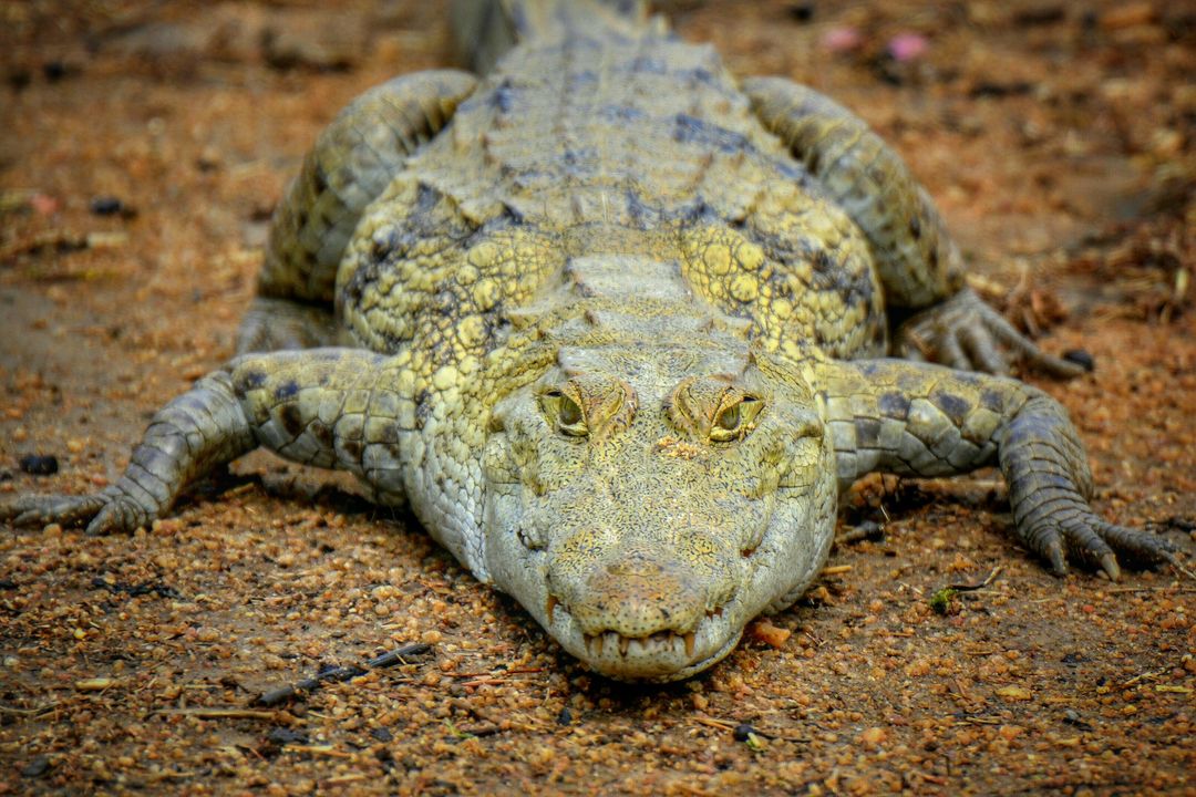 Close-up of Crocodile - Free Images, Stock Photos and Pictures on Pikwizard.com