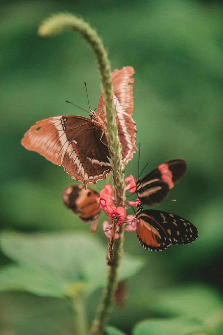 Vibrant Butterflies on a Flower in a Natural Garden Scene