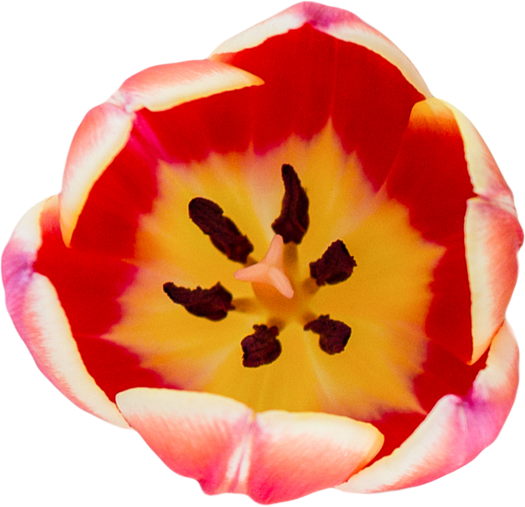 Top View of Vibrant Red Flower Petal on Transparent Background - Download Free Stock Images Pikwizard.com