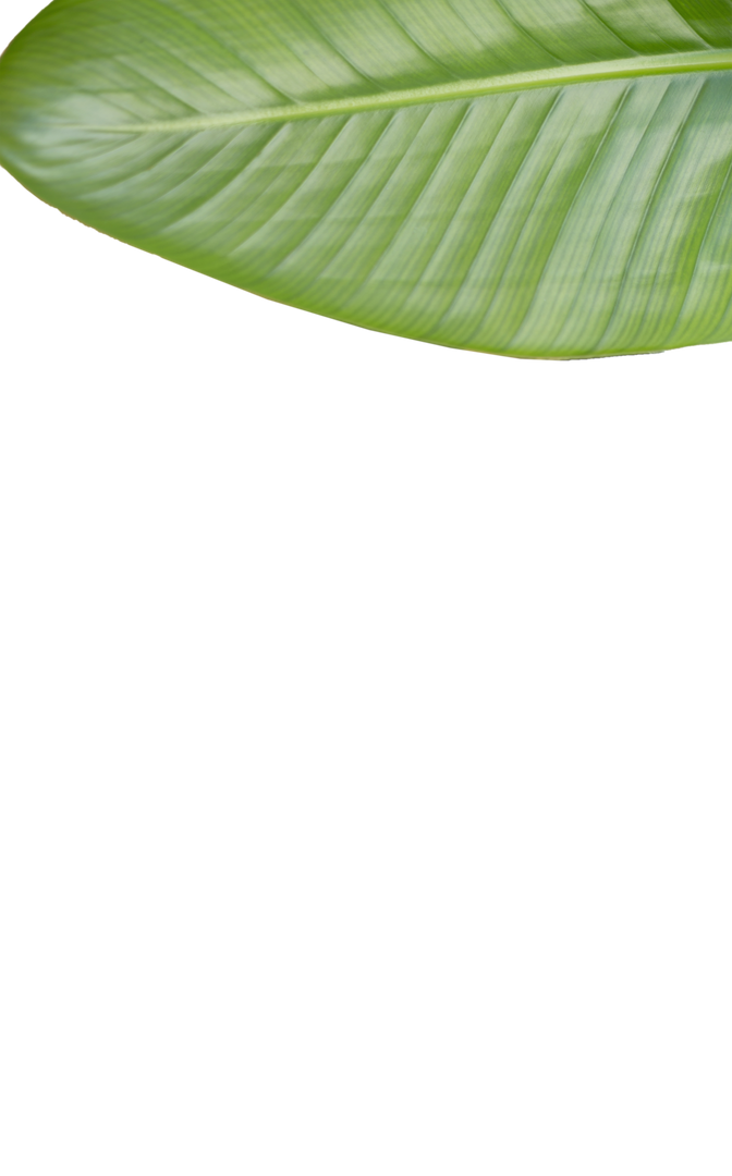 Green Leaf Section on Transparent Background - Download Free Stock Images Pikwizard.com