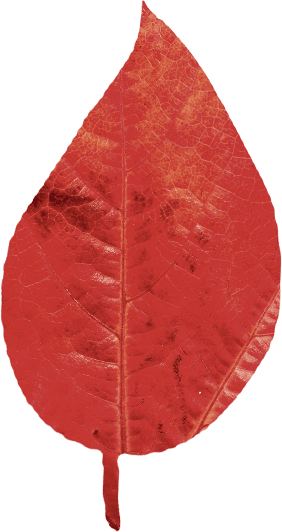 Transparent Structure of Autumn Dry Red Leaf