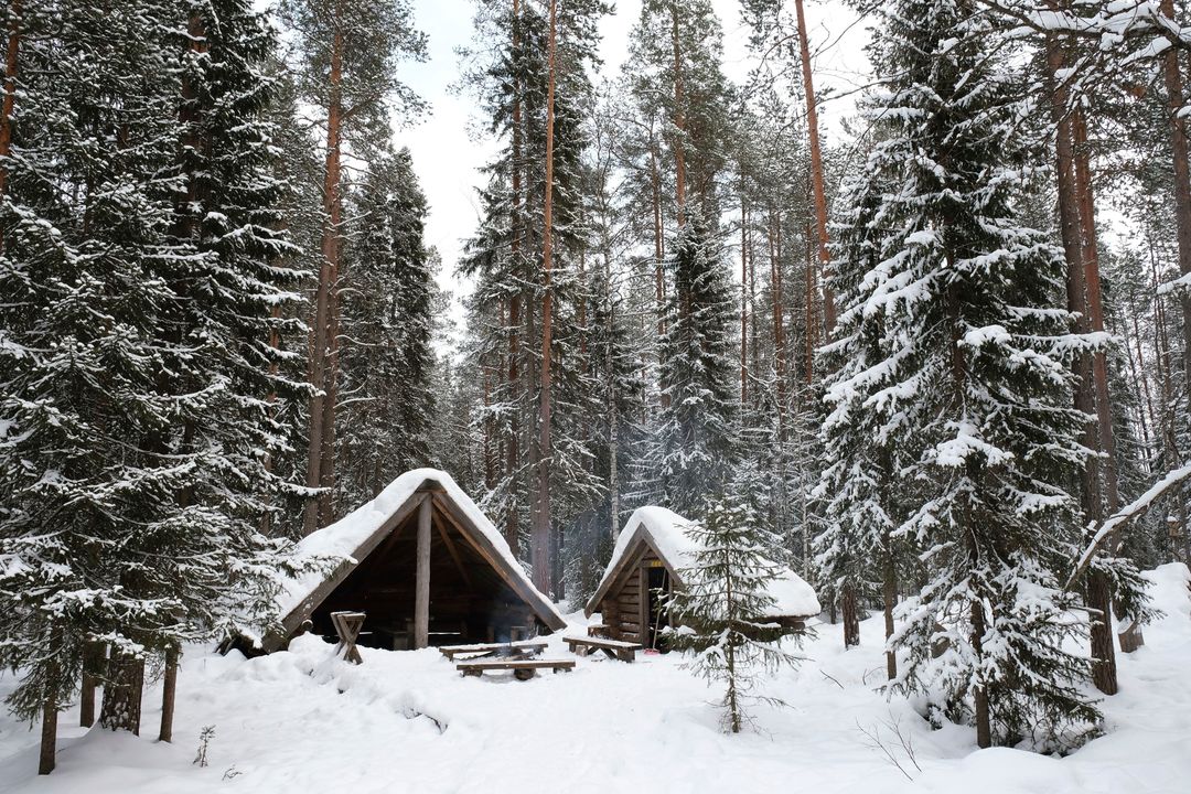 Snow-Covered Pine Forest Campsites with Rustic Log Shelters in Winter Wilderness